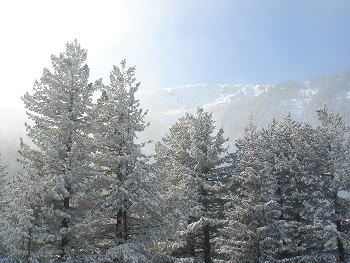 ���� ��� ������